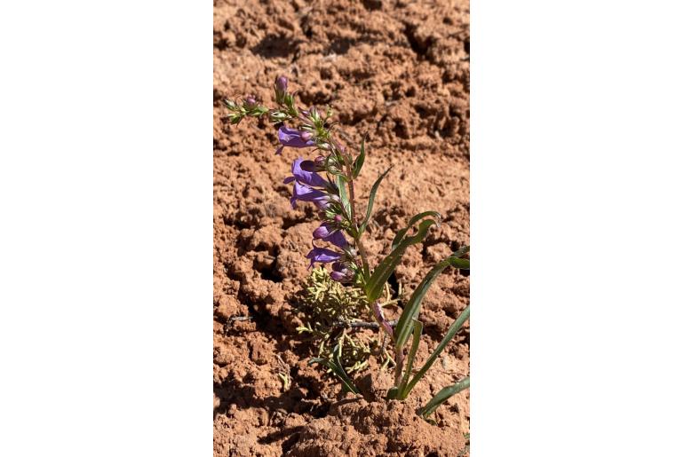 Penstemon strictiformis -851