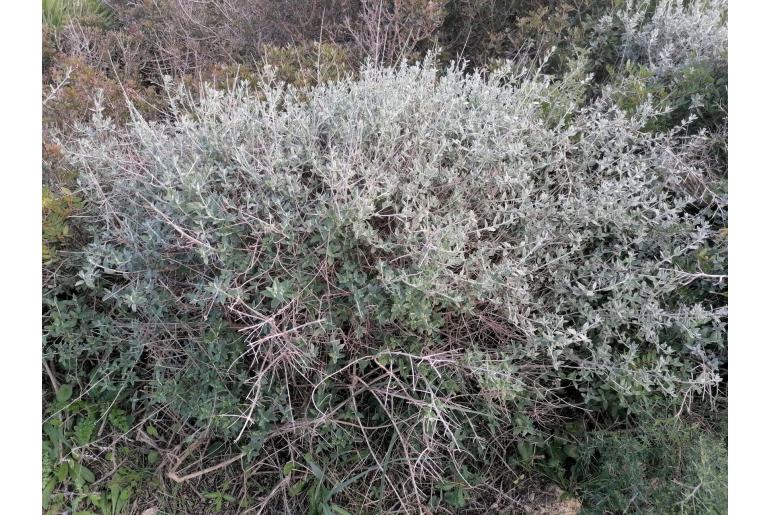 Teucrium fruticans -854