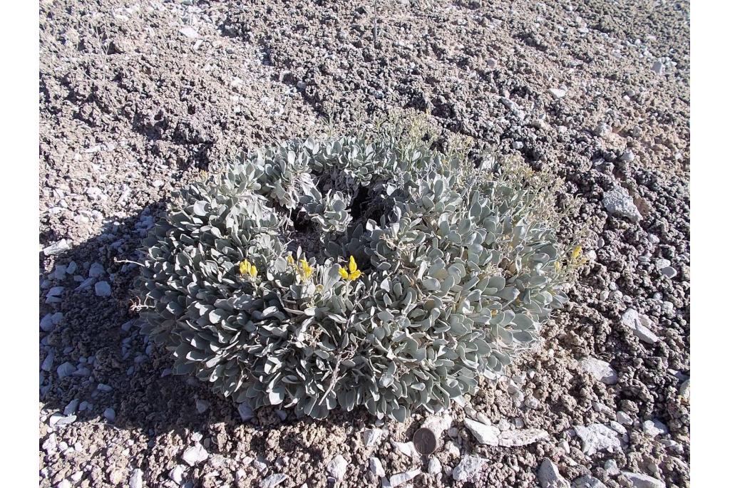 Newberry's physaria