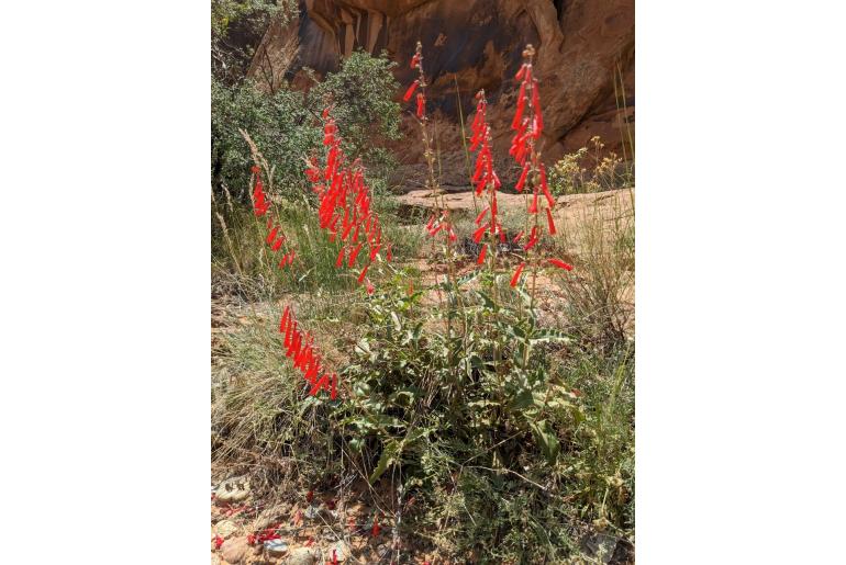 Penstemon eatonii var undosus -868