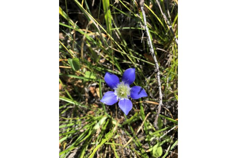 Gentiana setigera -869