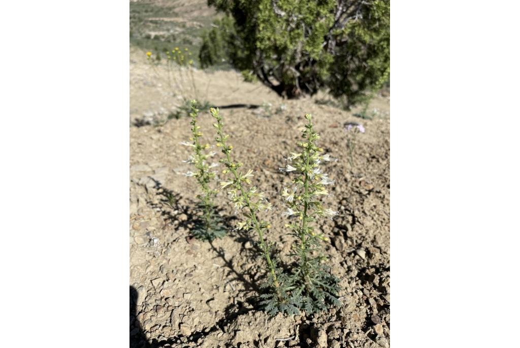 Uinta Basin Gily-bloem