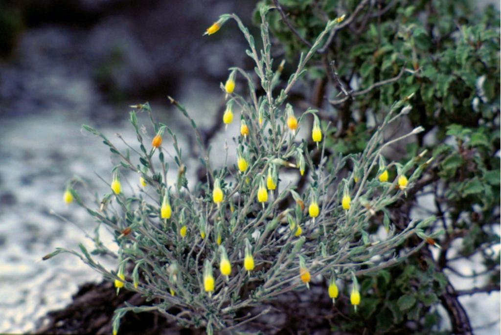 Struikachtige onosma