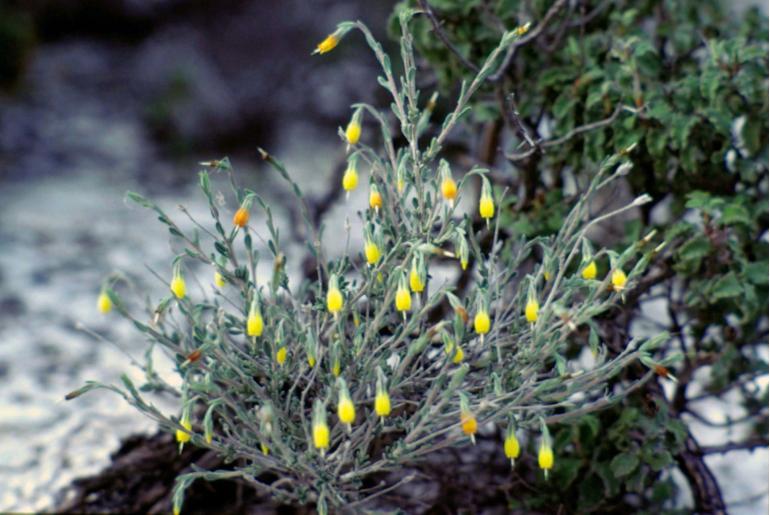 Onosma fruticosa -874