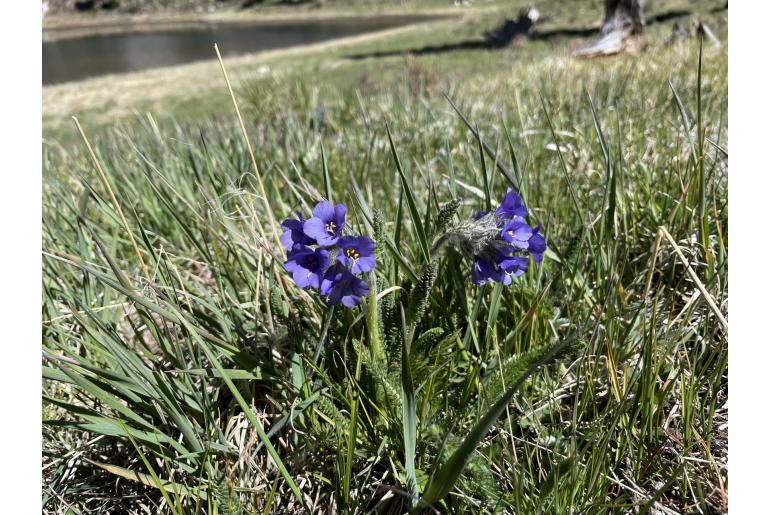 Polemonium viscosum -875