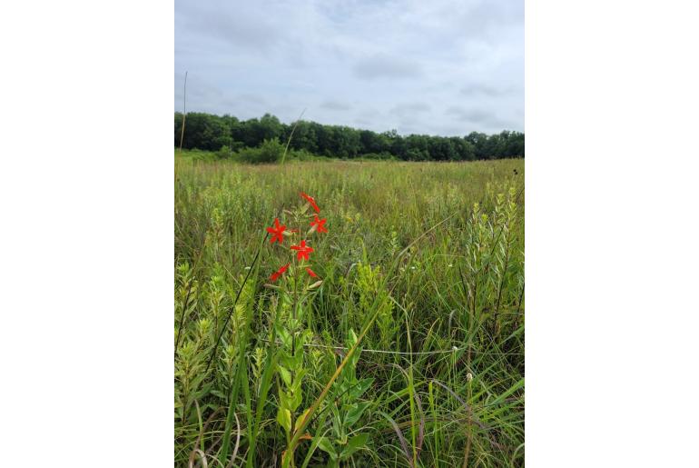 Silene regia -879