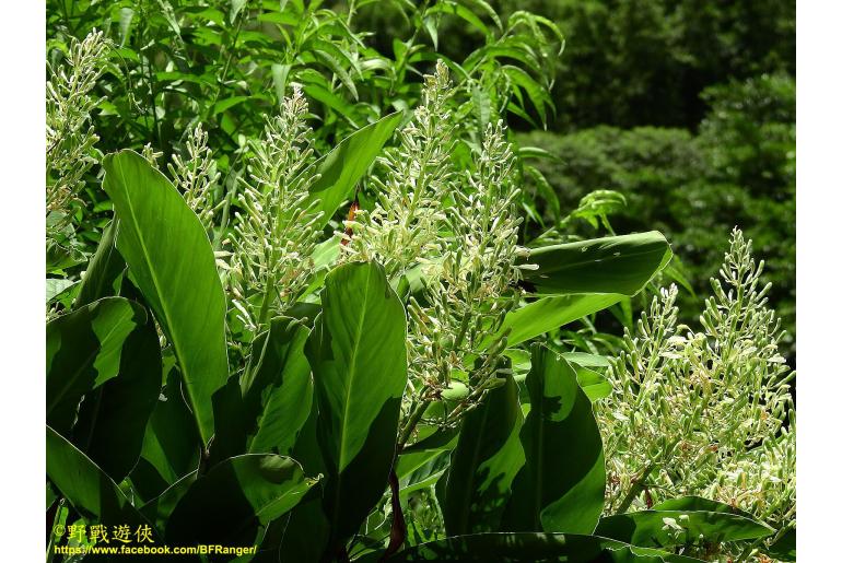 Alpinia galanga -880