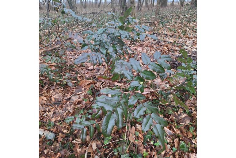 Berberis aquifolium -889