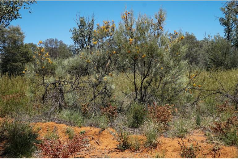 Grevillea juncifolia -901