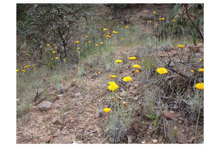 Leucochrysum albicans ssp albicans -902