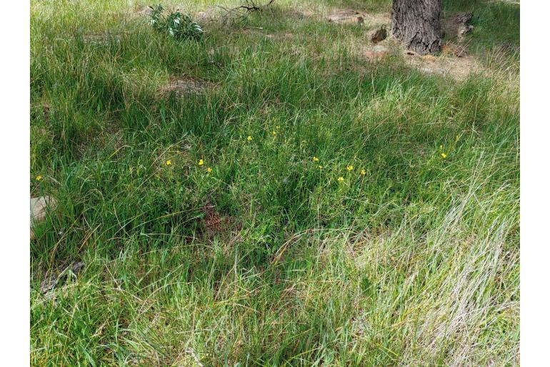 Goodenia pinnatifida -904