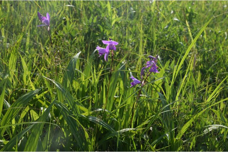 Bletilla striata -920