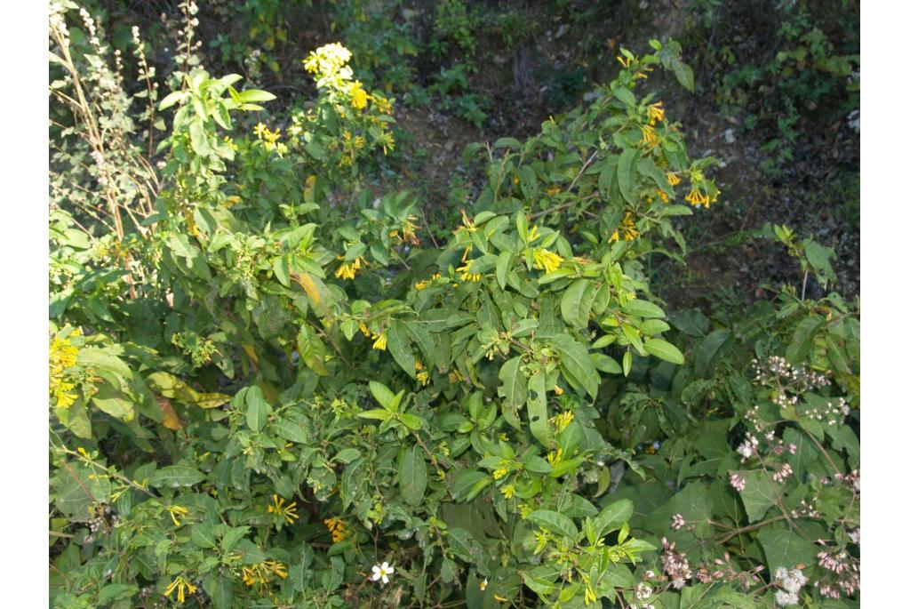 Oranje cestrum