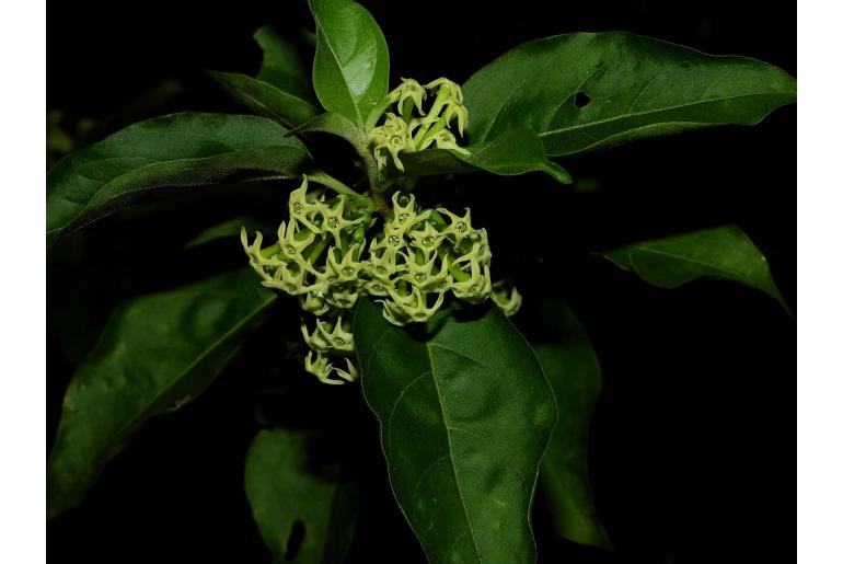 Cestrum latifolium -933