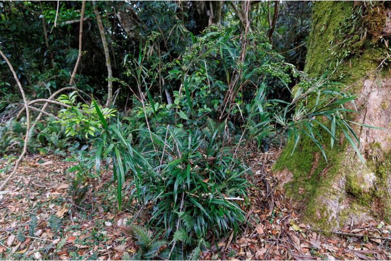 Dianella caerulea -937