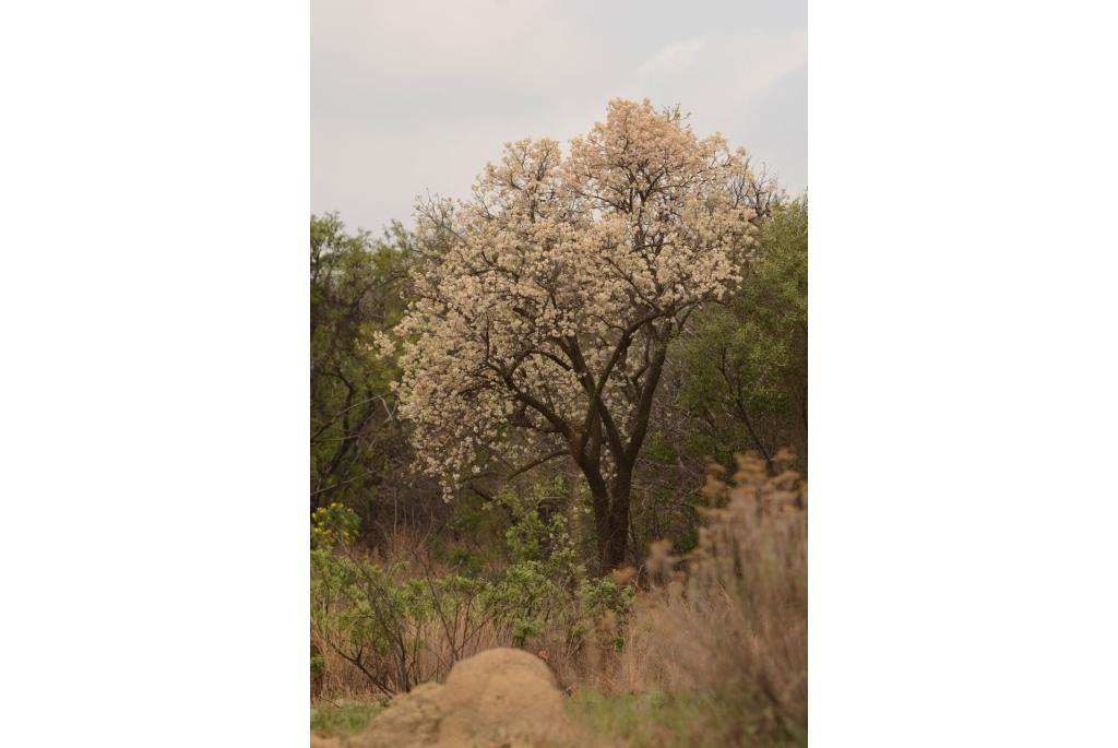 Zuid afrikaanse wilde peer