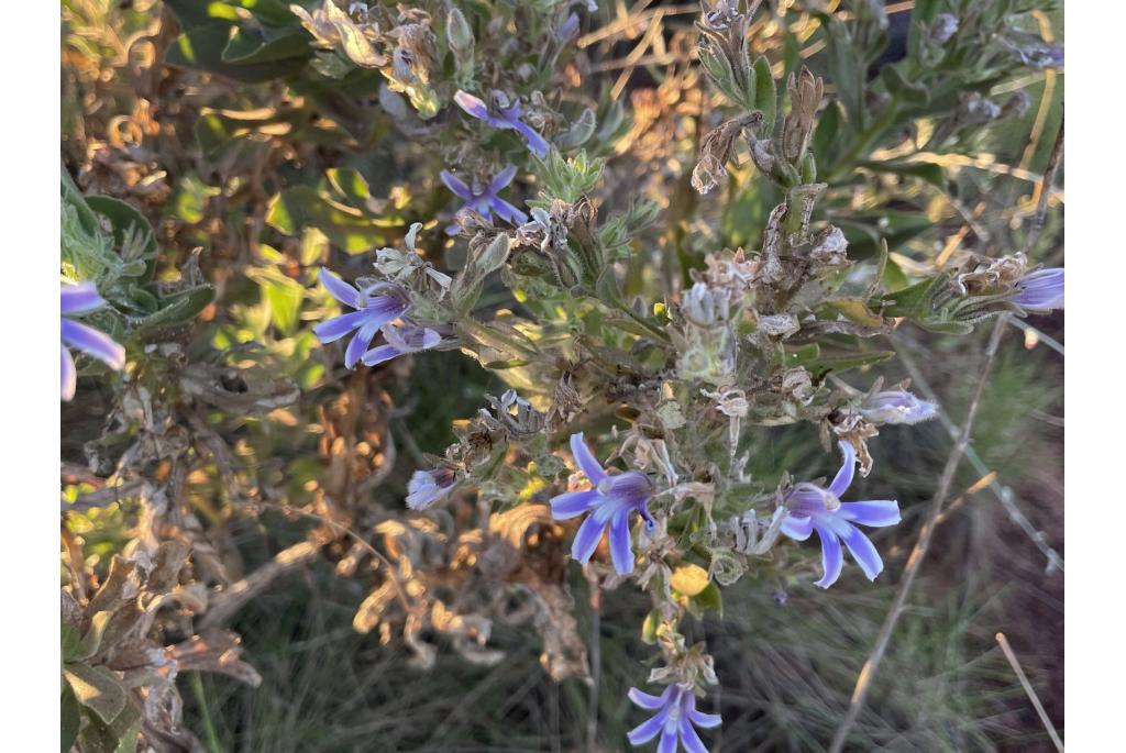 Scaevola's goodenia