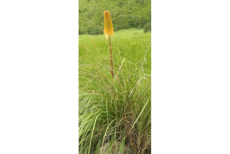 Kniphofia bruceae -961