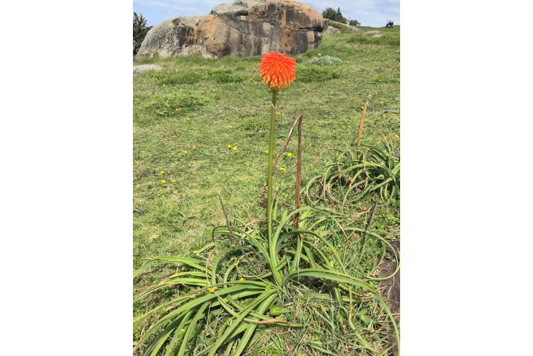 Kniphofia rooperi -962