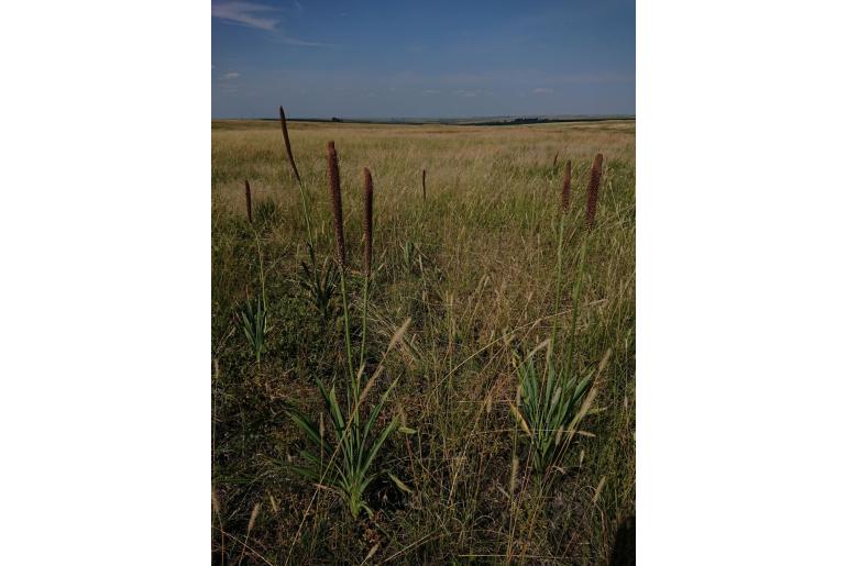 Kniphofia typhoides -963