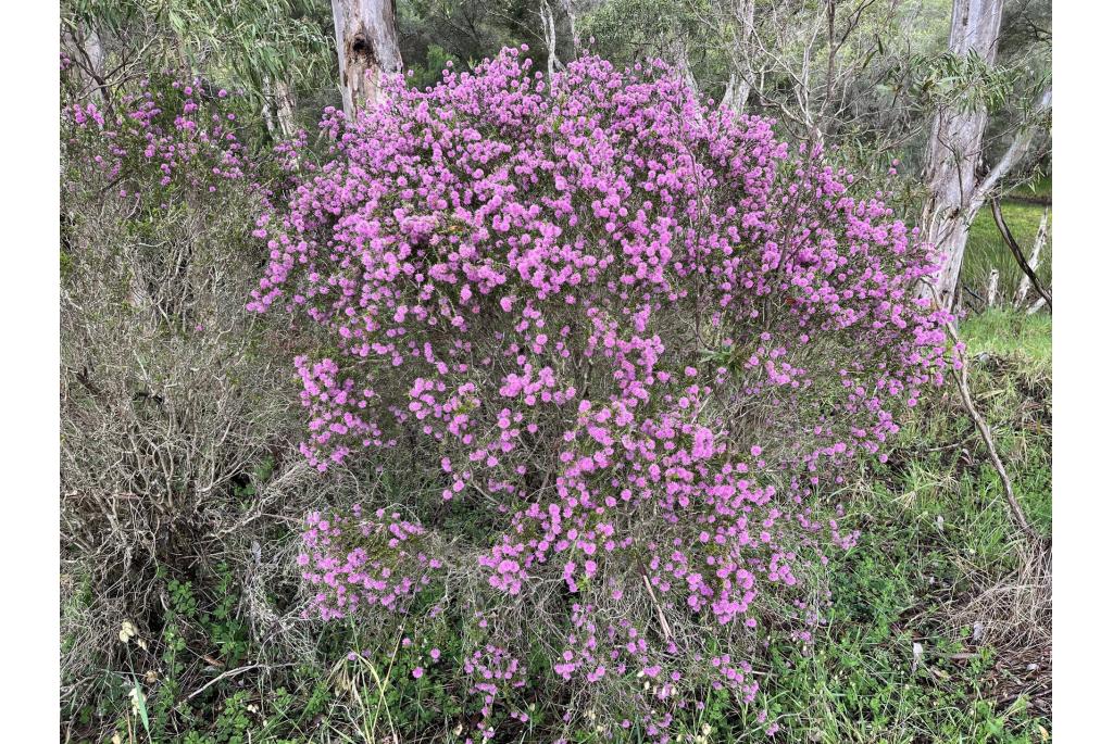 Melaleuca met lepelvormig blad