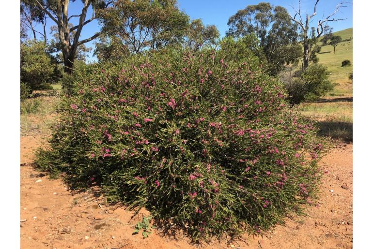 Melaleuca wilsonii -970