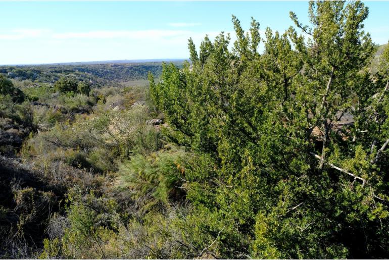 Podocarpus elongatus -980