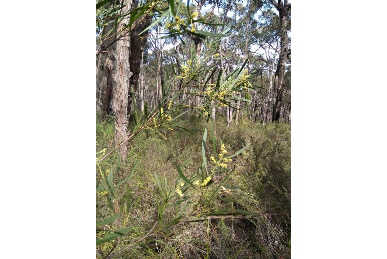 Acacia mucronata ssp longifolia -984