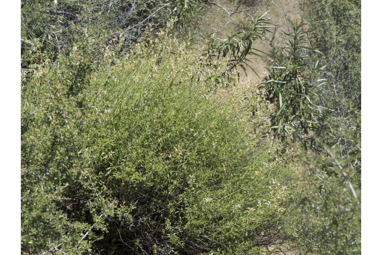 Keckiella breviflora var glabrisepala -998