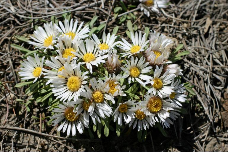 Townsendia leptotes -1002