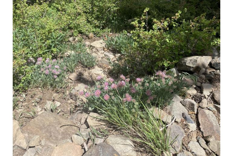 Trifolium dasyphyllum ssp anemophilum -1007