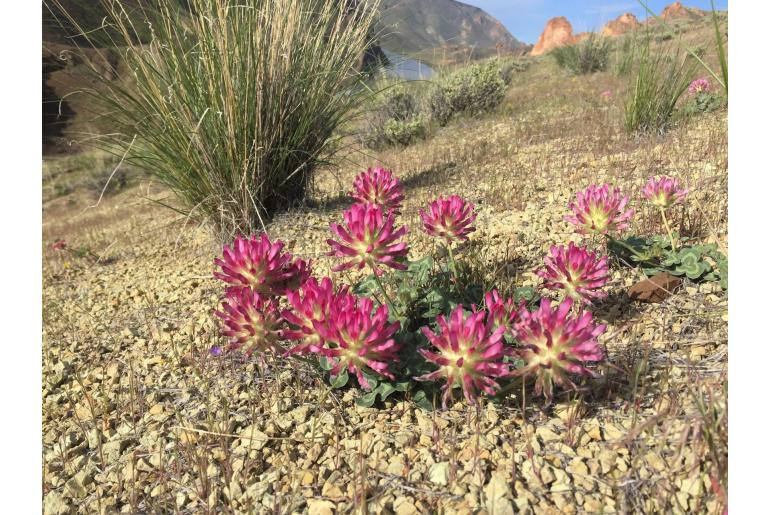 Trifolium owyheense -1008