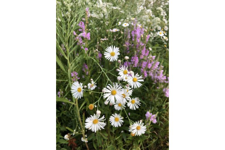 Boltonia asteroides var latisquama -1011