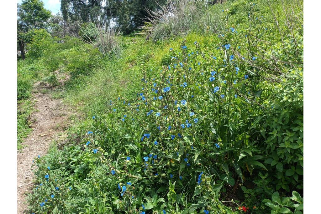 Blauw spinkruid