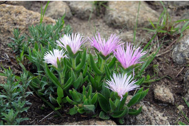 Delosperma ashtonii -1021