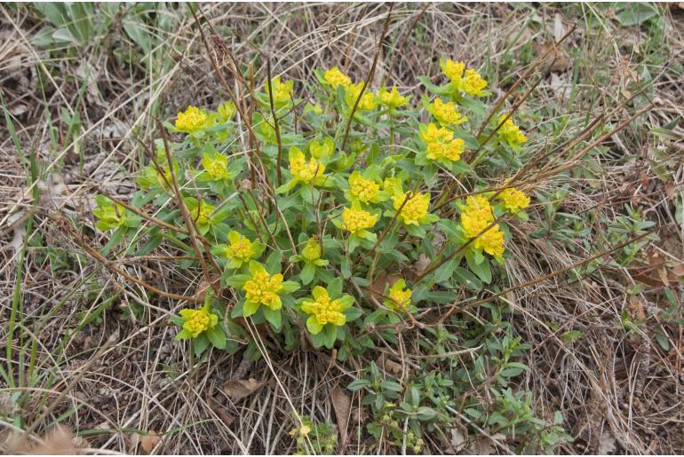 Euphorbia epithymoides -1036