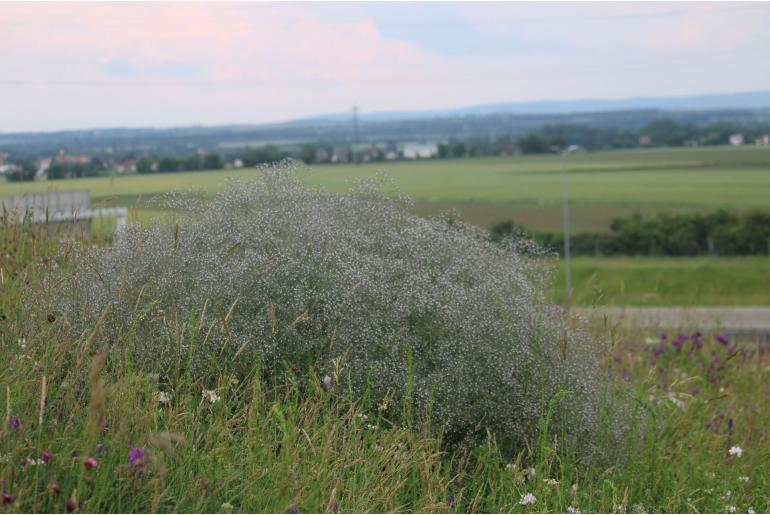 Gypsophila paniculata -1044