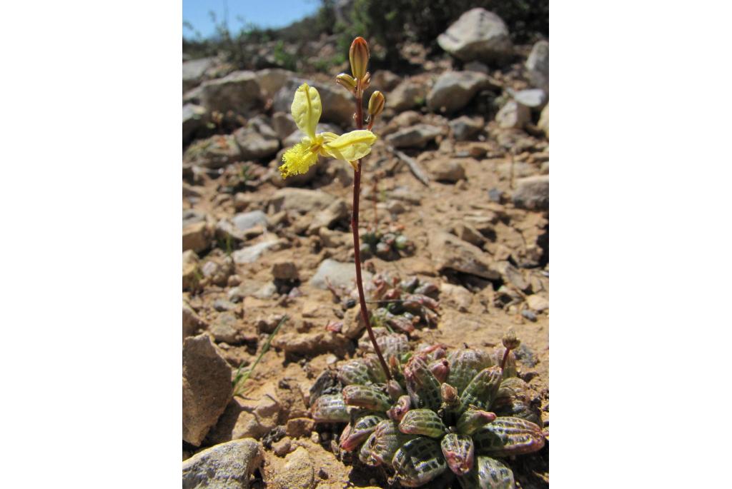 Margaretha's bulbine