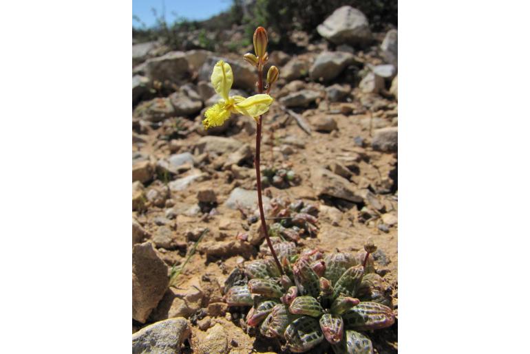 Bulbine margarethae -1046