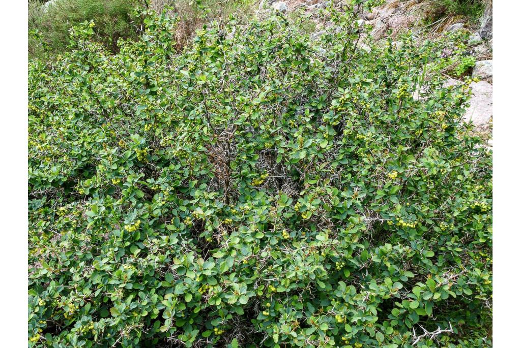 Etna berberis