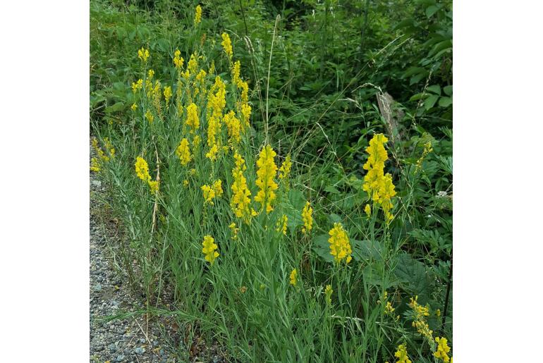 Linaria angustissima -1055