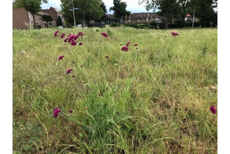 Knautia macedonica -1062