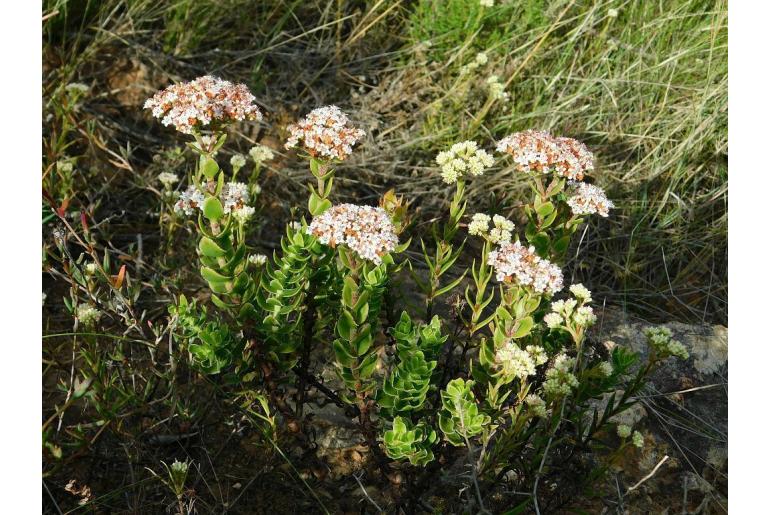 Crassula undulata -1068