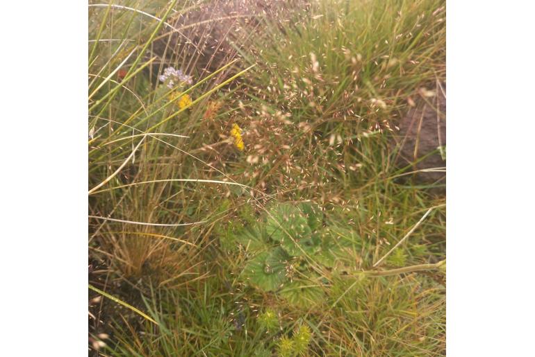 Eragrostis cylindriflora -1072