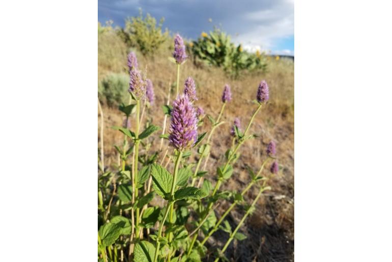 Agastache occidentalis -1076