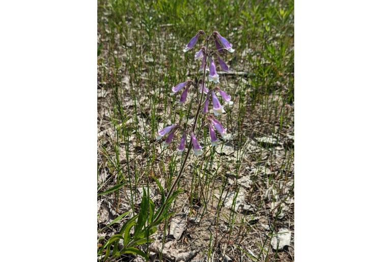 Penstemon hirsutus -1077