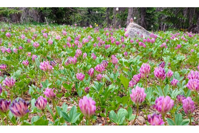 Trifolium parryi -1078