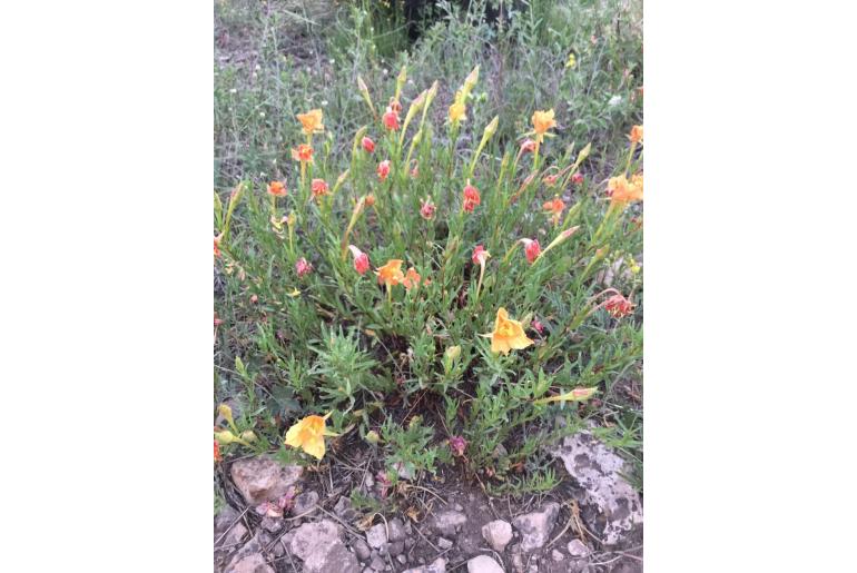 Oenothera hartwegii ssp fendleri -1079