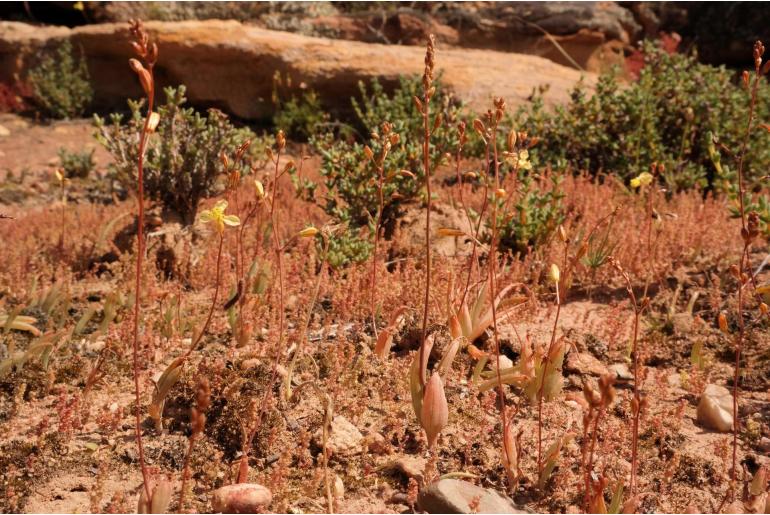 Bulbine diphylla -1082