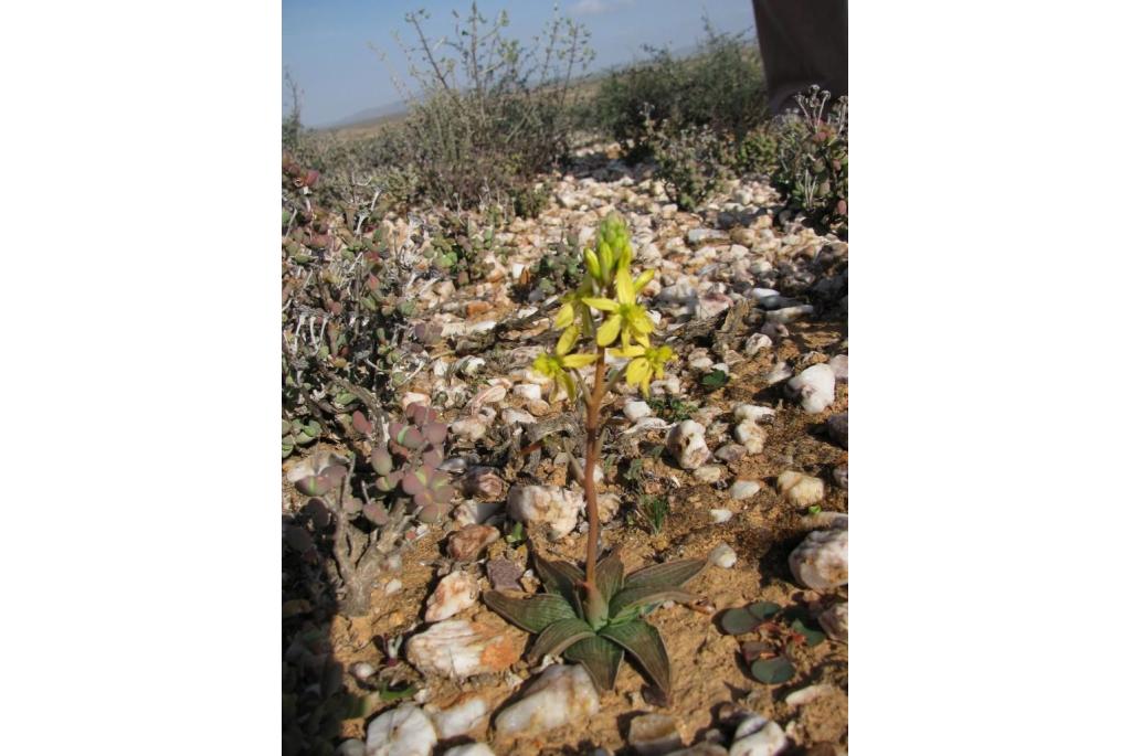 Misleidende bulbine